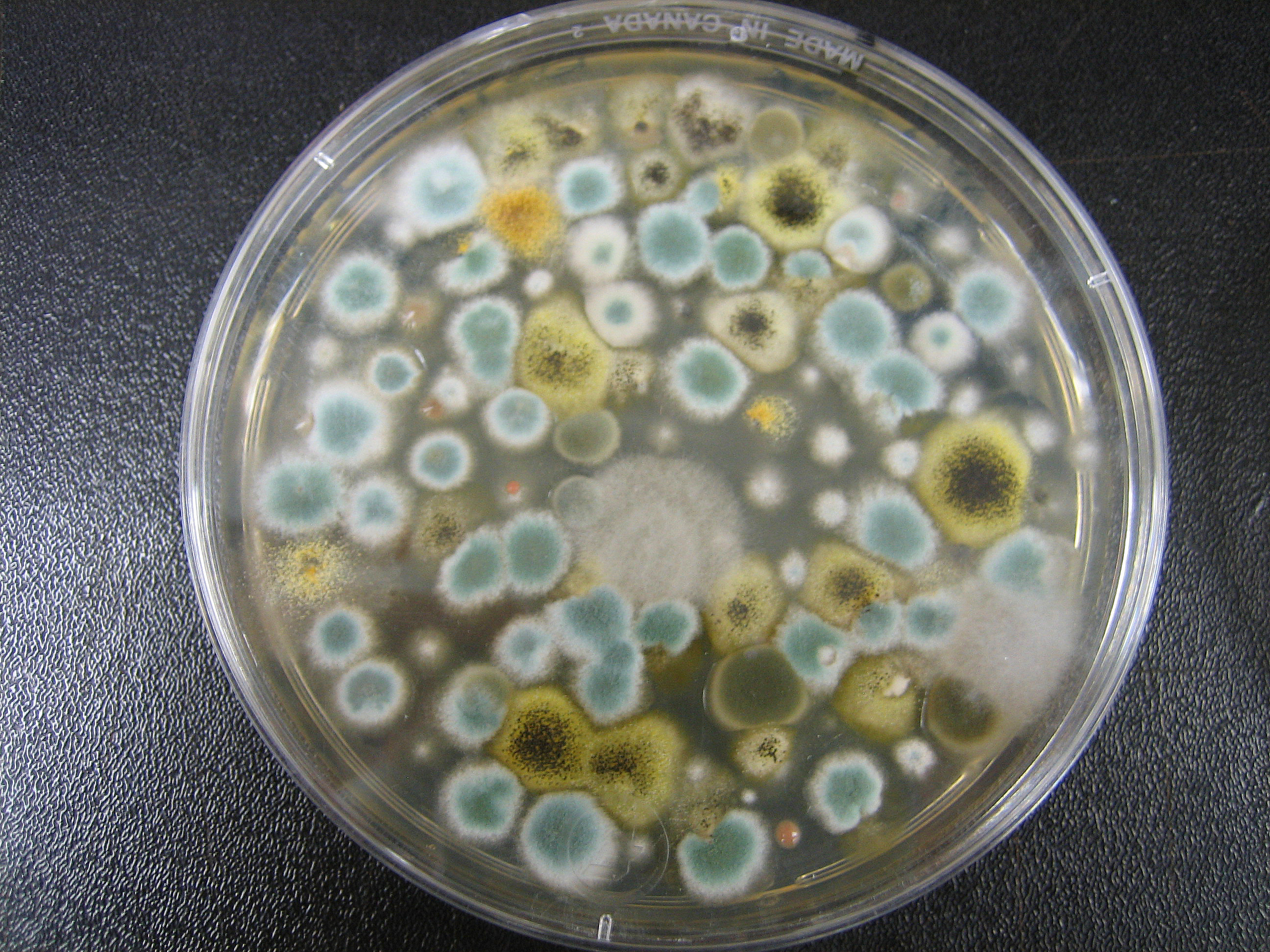 Aspergillus niger Fuente: Public Health Image Library CDC