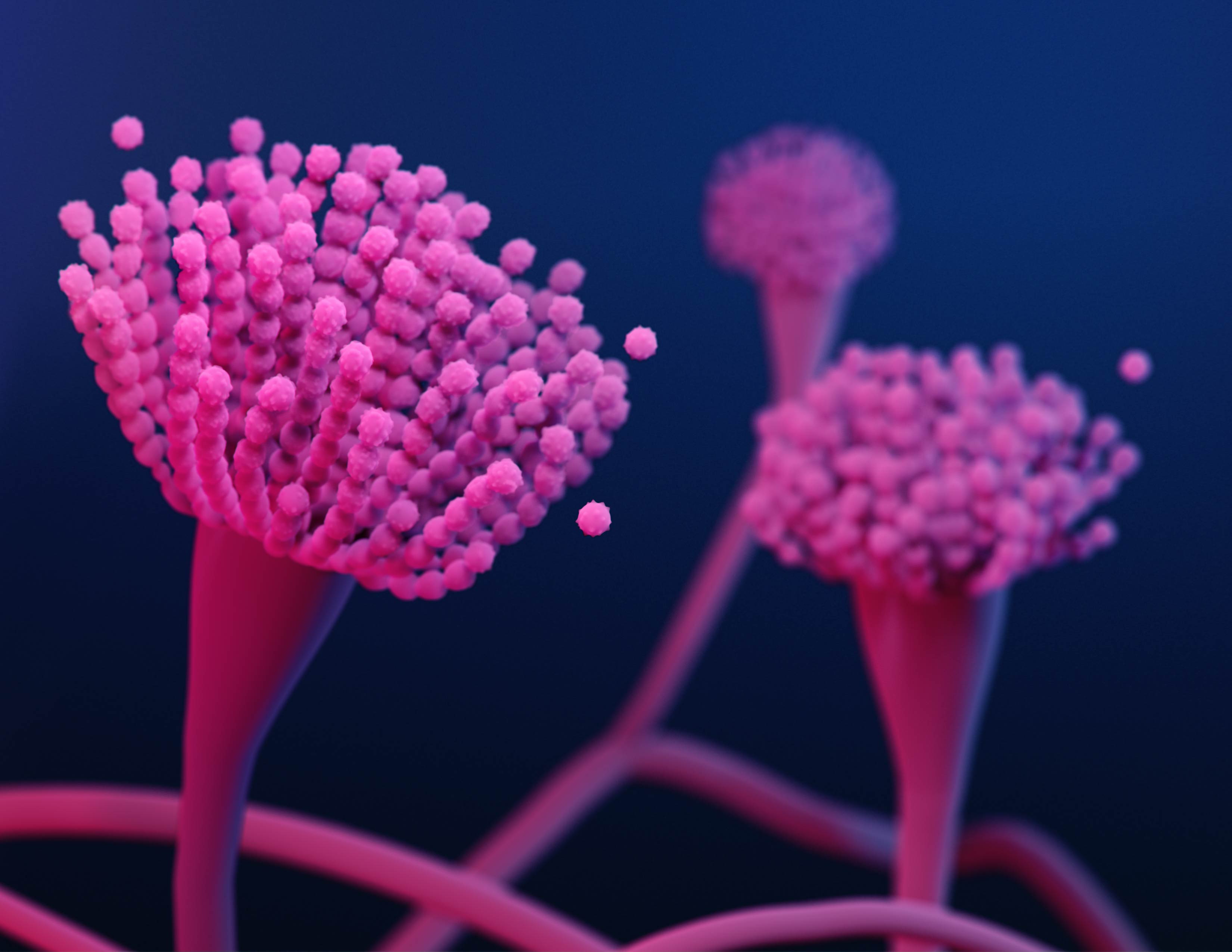 Aspergillus-fumigatus Fuente: Public Health Image Library CDC