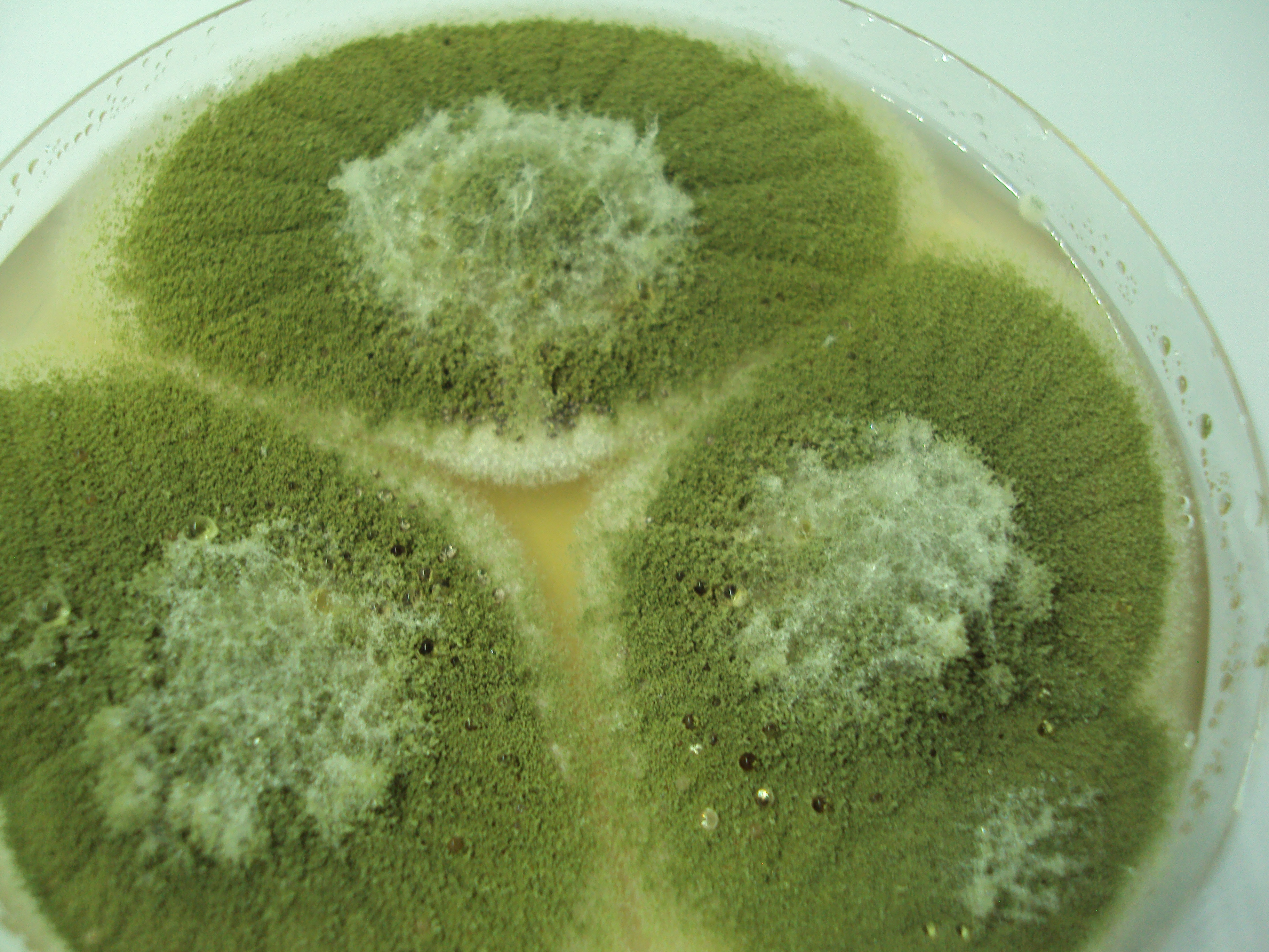 Cultivo Aspergillus secciÃ³n Flavi Fuente: Public Health Image Library CDC