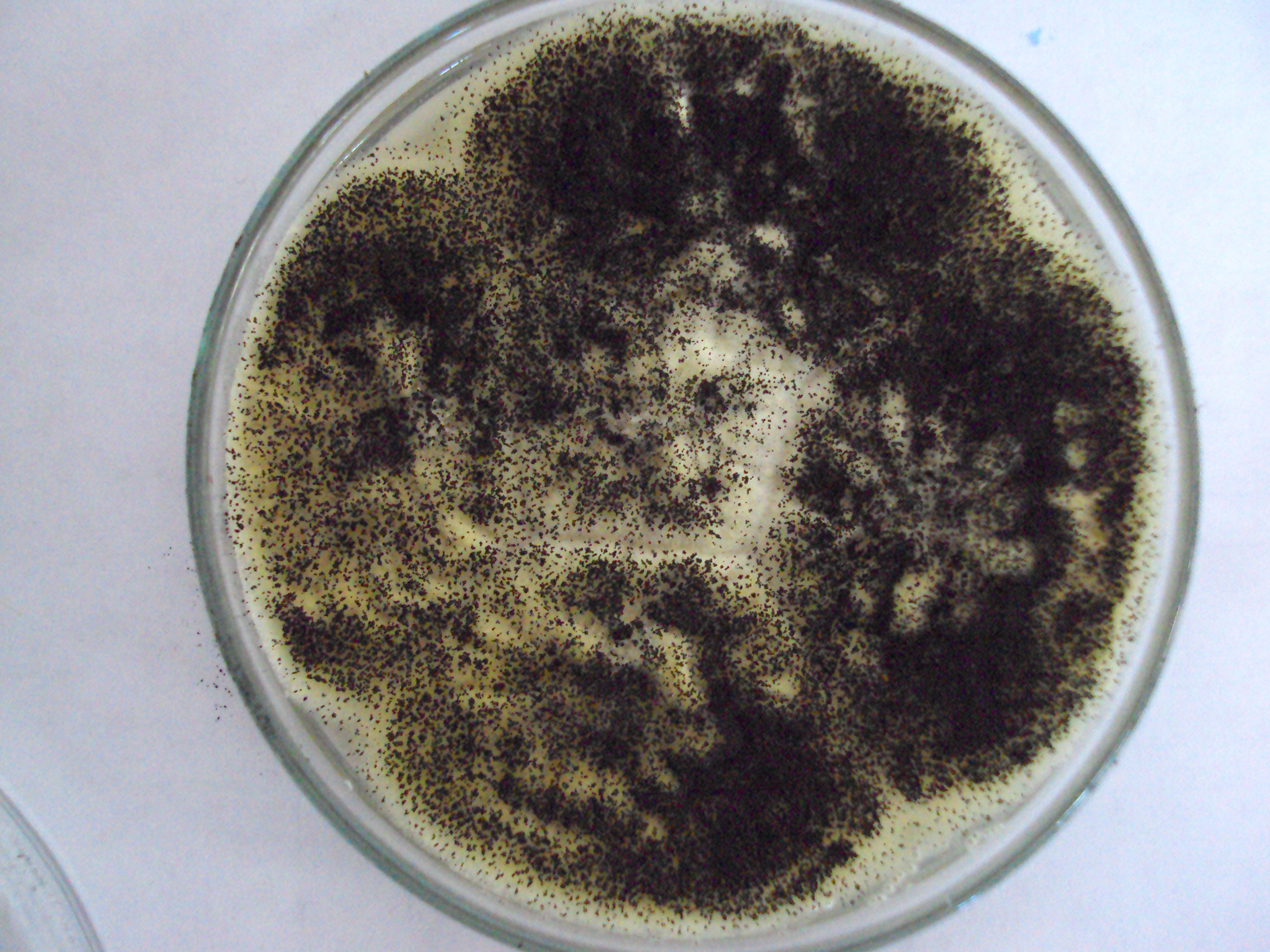 Cultivo Aspergillus seccion Nigri Fuente: Public Health Image Library CDC